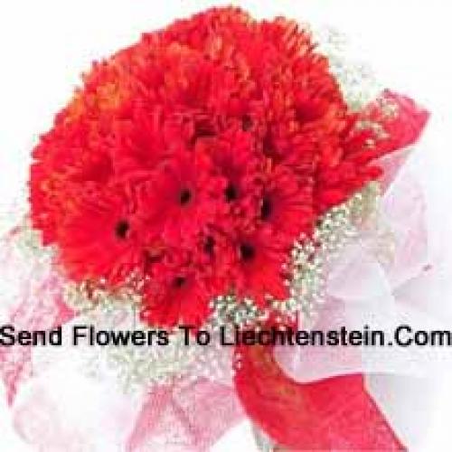 Cute 37 Red Gerberas