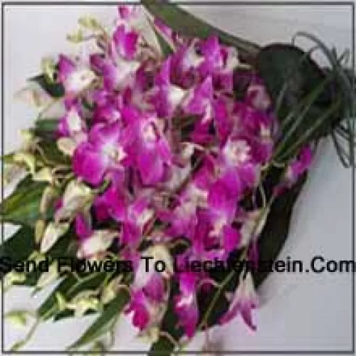 Conjunto de Orquídeas com Enchedores Sazonais