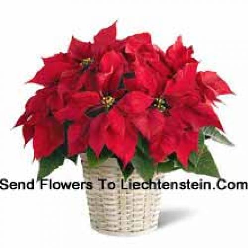 Cute Poinsettia in Basket