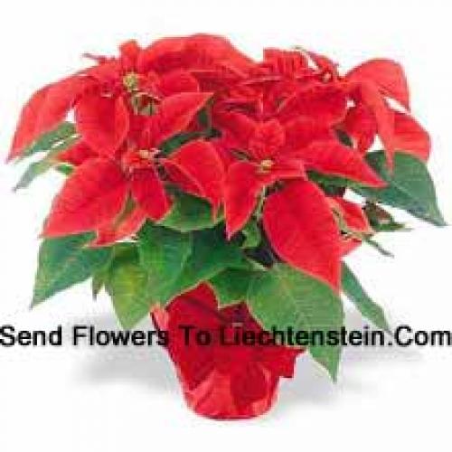 Beautiful Red Poinsettias