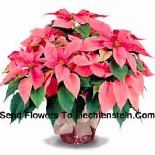 Elegant Poinsettias with Leaves