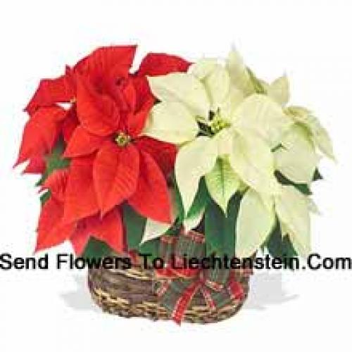 Beautiful Red and White Poinsettias in Basket